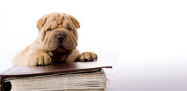 Boutique en ligne veterinaire chat chien